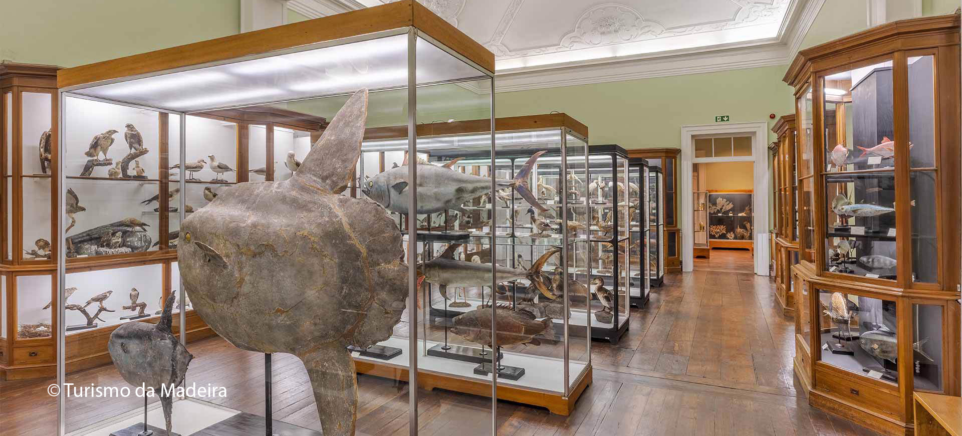 Museu de História Natural do Funchal 